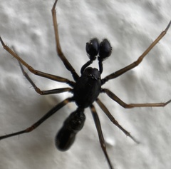 Neriene furtiva