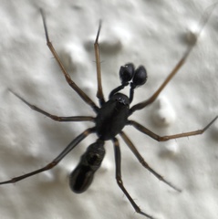 Neriene furtiva