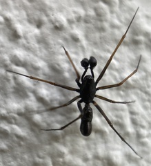 Neriene furtiva