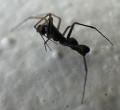 Neriene furtiva