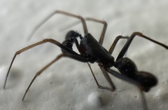 Neriene furtiva