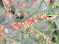 Rumex sagittatus
