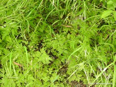 Chaerophyllum nodosum