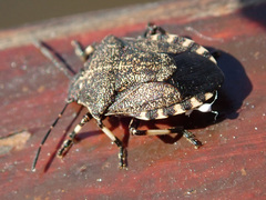 Rhacognathus punctatus