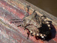 Rhacognathus punctatus