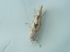 Phyllonorycter apparella