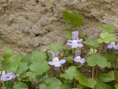 Cymbalaria muralis