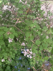 Syringa oblata