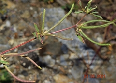 Medicago polyceratia