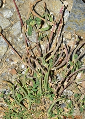 Medicago polyceratia
