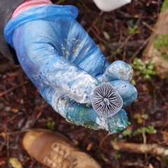 Entoloma hochstetteri