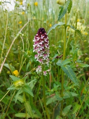 Neotinea ustulata ustulata