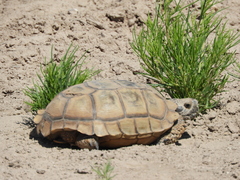 Chelonoidis chilensis