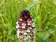 Neotinea ustulata ustulata