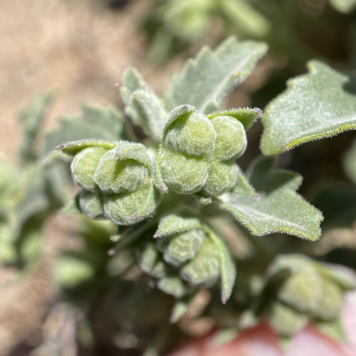 Image of Tetraclea coulteri by (c) Sue Carnahan, some rights reserved (CC BY)
