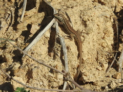 Ophisops occidentalis