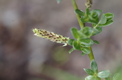 Salix repens argentea
