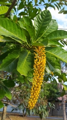 Lophanthera lactescens