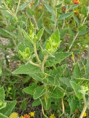 Mentzelia oligosperma