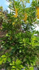 Lophanthera lactescens