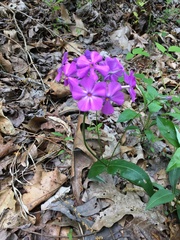 Phlox ovata