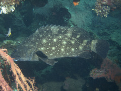 Epinephelus coeruleopunctatus