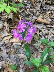 Phlox ovata