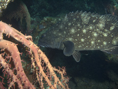 Epinephelus coeruleopunctatus