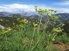 Lomatium thompsonii