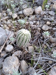 Echinocereus reichenbachii comanchensis