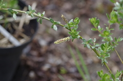 Salix repens argentea