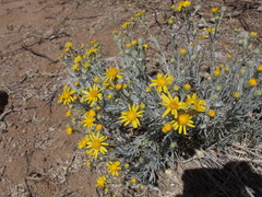 Senecio flaccidus flaccidus