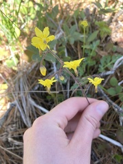Vancouveria chrysantha