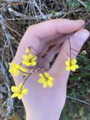 Vancouveria chrysantha