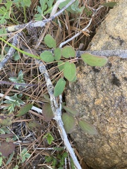 Vancouveria chrysantha