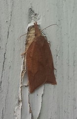 Sparganothis xanthoides