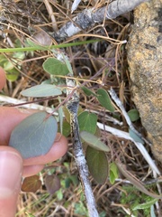 Vancouveria chrysantha