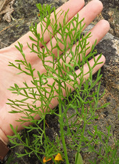 Lomatium thompsonii