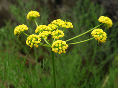 Lomatium thompsonii