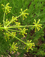 Lomatium thompsonii