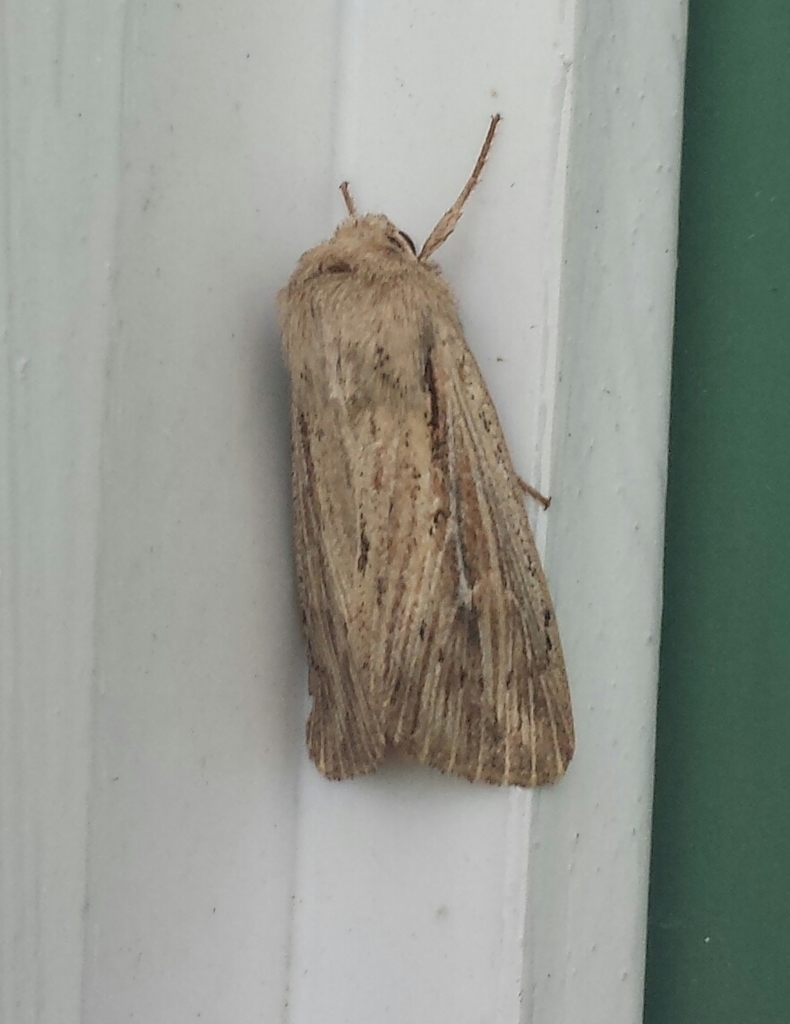 Heterodox Wainscot Moth