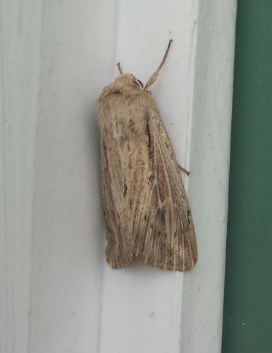 Heterodox Wainscot Moth