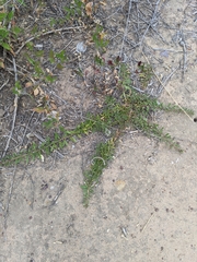 Myoporum parvifolium