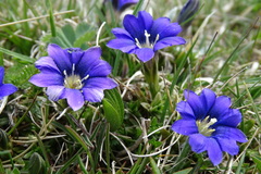 Gentiana pyrenaica