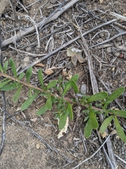 Myoporum parvifolium