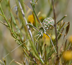 Arethaea brevicauda