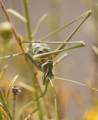 Arethaea brevicauda
