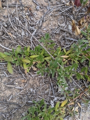 Myoporum parvifolium