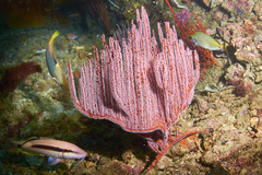 Ctenocella pectinata