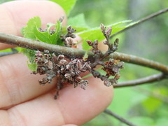 Eriophyes betulae